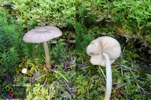 Pluteus pouzarianus